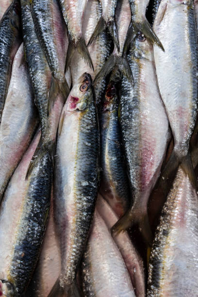 Fresh sardines for sale at the fish market in Santos, Brazil