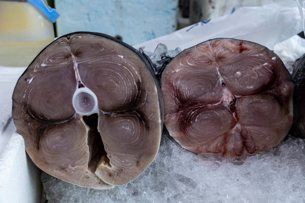 istock Tuna steak closeup on fishmonger shelf. Santos, Brazil. 2173626123