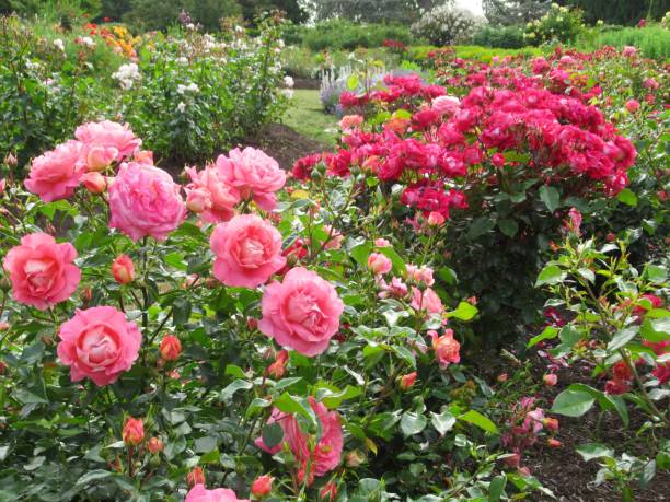 istock Beautiful Bright Closeup Pink Roses 2173626517
