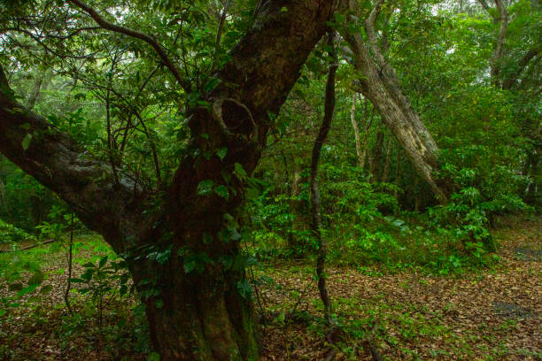 istock Subtropical forests of Amami Oshima 2173629833