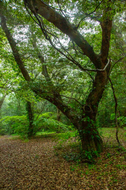 istock Subtropical forests of Amami Oshima 2173629834