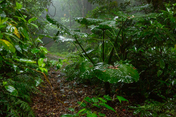 Subtropical forests of Amami Oshima