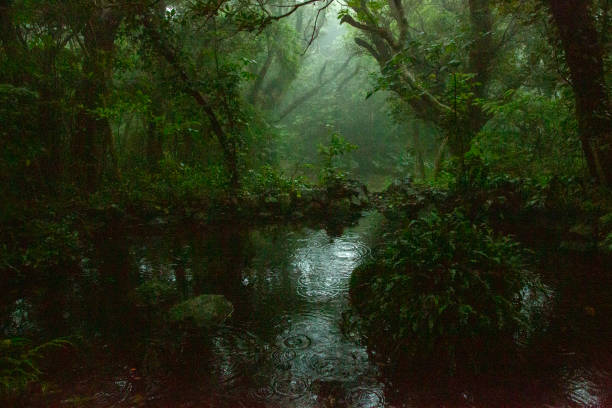 Subtropical forests of Amami Oshima