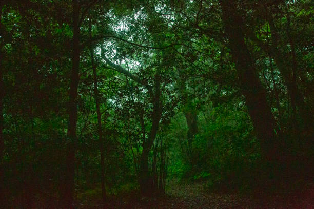 istock Subtropical forests of Amami Oshima 2173629964