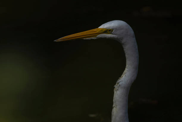 istock Close Up Of An Egret 2173631740