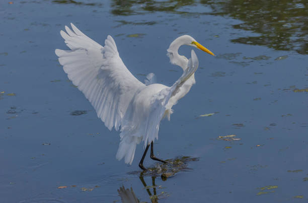 istock Egret Landed In The Water 2173631755