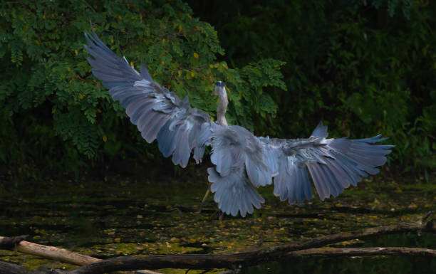 istock Great Blue Heron With Wings Fanned Out 2173631786