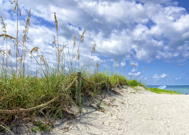 White sandy beach and green bushes in Turtle Beach, Sarasota, Florida