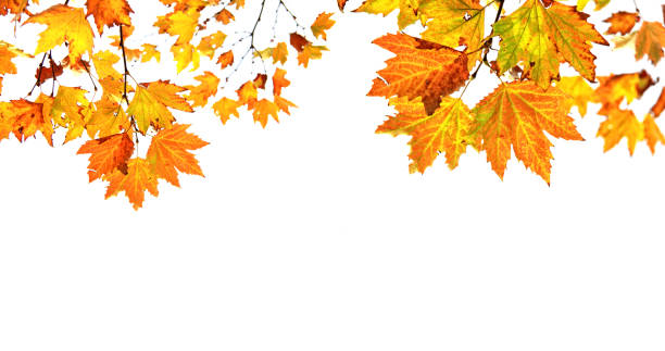 Autumn color leaves on white background