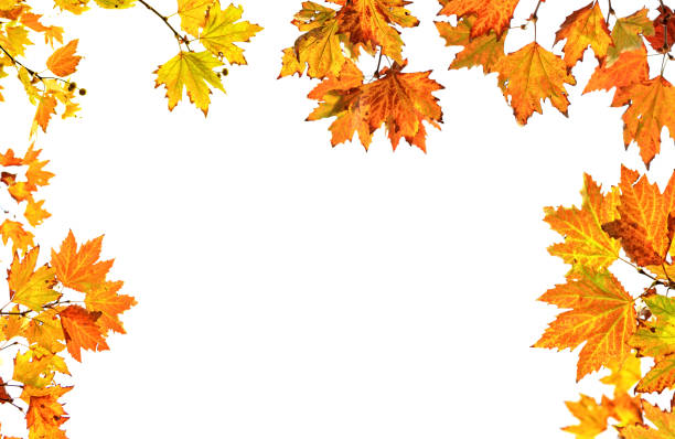 Autumn color leaves on white background