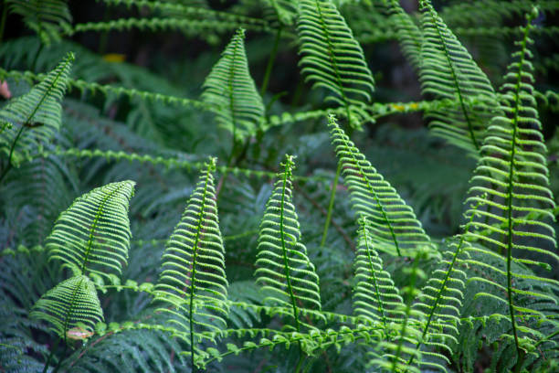 istock Subtropical rainy season forest scenery on Amami Oshima 2173636067