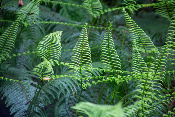 istock Subtropical rainy season forest scenery on Amami Oshima 2173636080