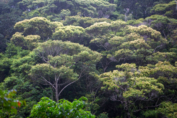 istock Subtropical rainy season forest scenery on Amami Oshima 2173636138