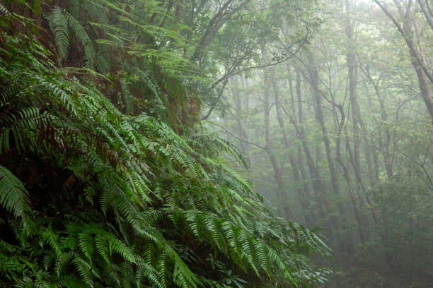 istock Rainy season forest scenery on Amami Oshima 2173636369