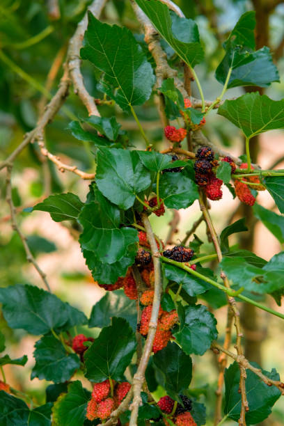 istock Mulberry fruit on a tree in different stages of ripeness. 2173638837