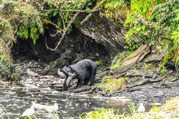 istock Black Bear Eating Salmon in Valdez, Alaska 2173643287