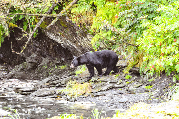 istock Black Bear Eating Salmon in Valdez, Alaska 2173643316