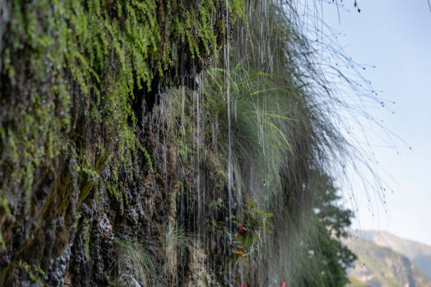 Drops of water flowing down the mountain through lush vegetation.