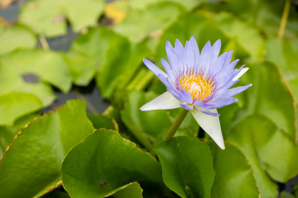 light purple lotus with green leaf background