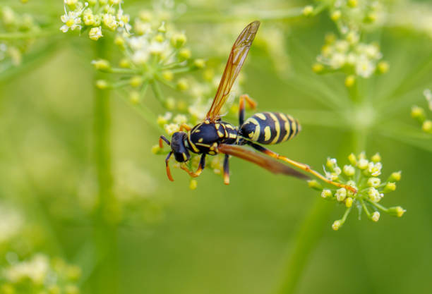 istock Wasp on a yellow flower. Macro 2173652524