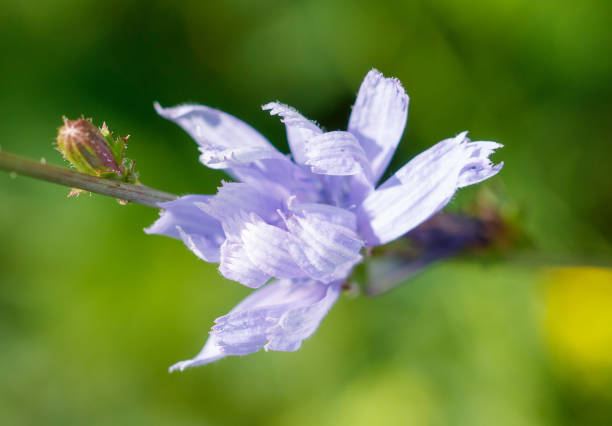 Blue cornflowers flowers in nature. Close-up.