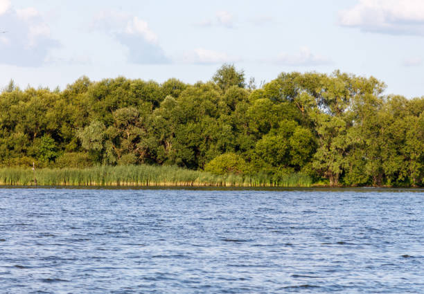 istock Green trees on the horizon on the lake shore 2173652573