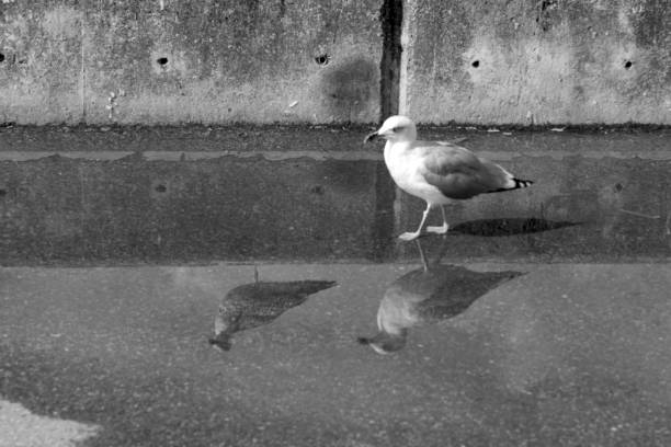 Seagull drinking rainwater on the street and its reflection