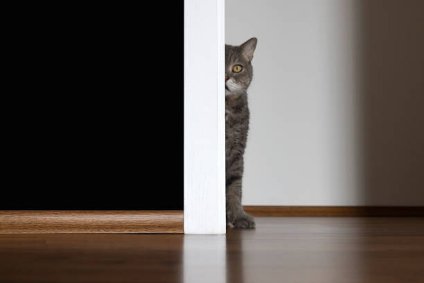 British shorthair cat portrait in empty door