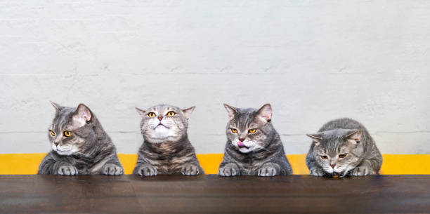 British shorthair cat portraits