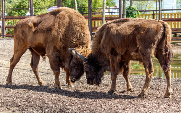 istock Two bisons are fighting in the park 2173653959