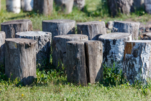 istock Wooden stumps lie in nature 2173654260