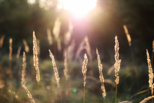 Delicate stalks of golden grass are softly illuminated by the warm rays of the setting sun, creating a dreamy, ethereal atmosphere. The blurred background of nature and the gentle sunlight give the image a tranquil and peaceful feel. Perfect for themes of nature, calmness, and the beauty of simple, everyday landscapes, this image captures the serene essence of the countryside at dusk.