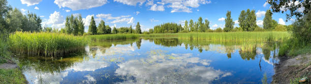 istock Lake in mixed forest in summer. Nature 2173654880