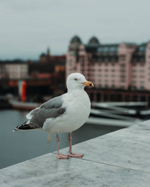 istock Seagull posing for a photo 2173656318