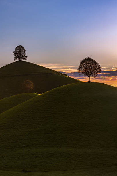 istock Drumlin hills with a single tree on top at the colorful sunset time 2173656718