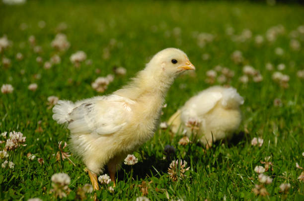 Two sweet baby chicks are standing on green grass
