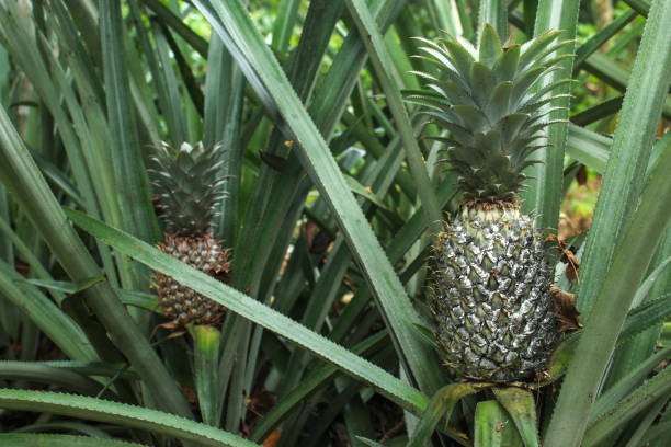 A fresh and vibrant colored organic pineapple grows on a farm near Hilo, Hawaii.