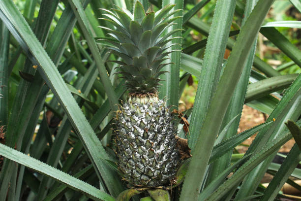 istock young pineapple on the tree. pineapple plantation 2173659618
