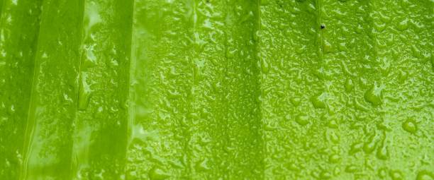 istock green banana leaf texture with water droplets 2173659876