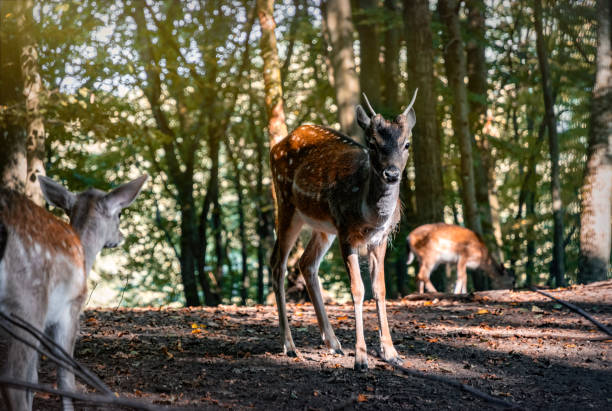 istock Herd of spotted deer in the sunny forest 2173661329
