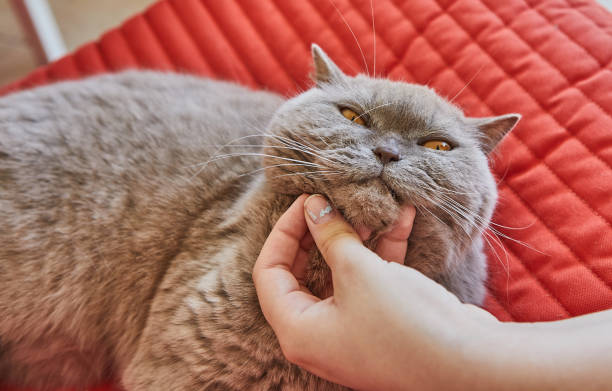 istock Hand gently scratching gray cat's chin 2173661737