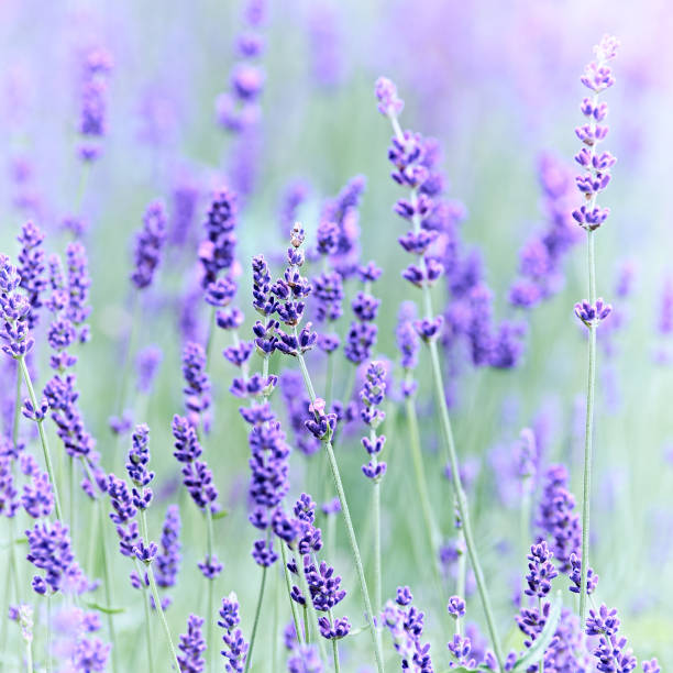 istock Nature background with spring flowers. Selective and soft focus. Close up. 2173661951