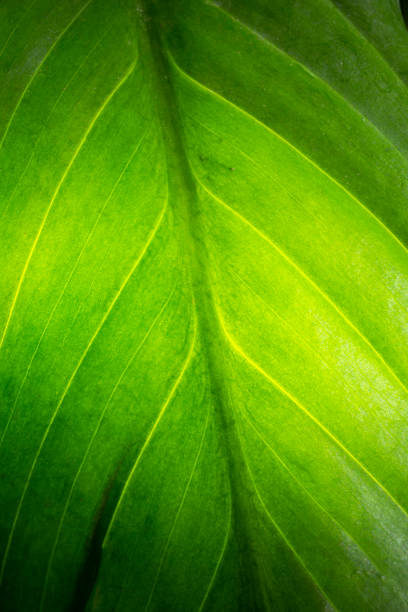 Banana leave with outdoor back light.