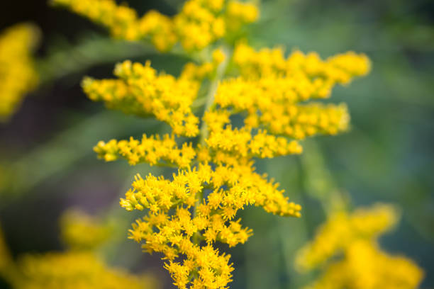 istock Canada goldenrod, Solidago canadensis yellow flowers closeup selective focus 2173663377