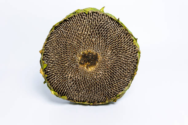 sunflower on a white background