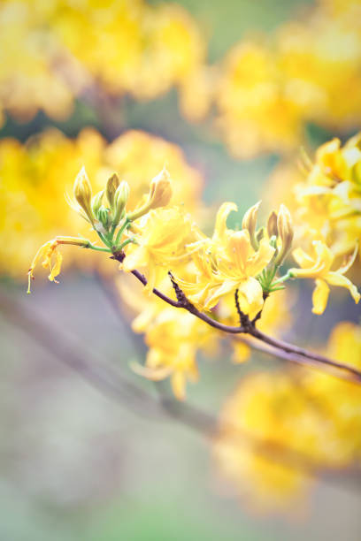 istock Nature background with spring flowers. Selective and soft focus. Close up. 2173664952