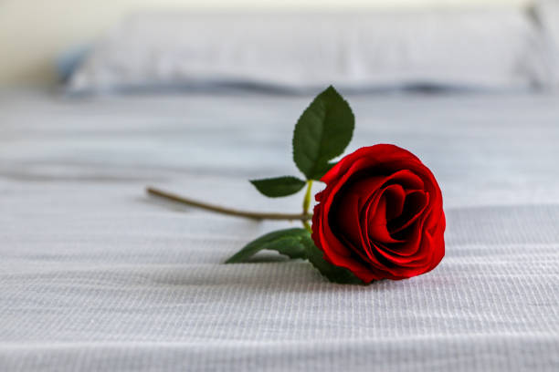 istock A single beautiful vivid red rose placed on blue bed, romantic gesture for valentines day or anniversary. Symbol of love and passion. 2173665516