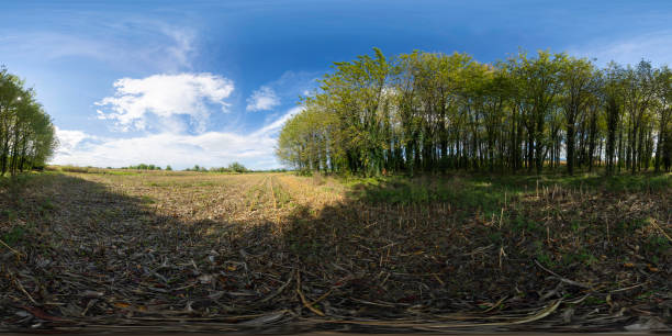 istock 360 VR. Grove in autumn 2173665735