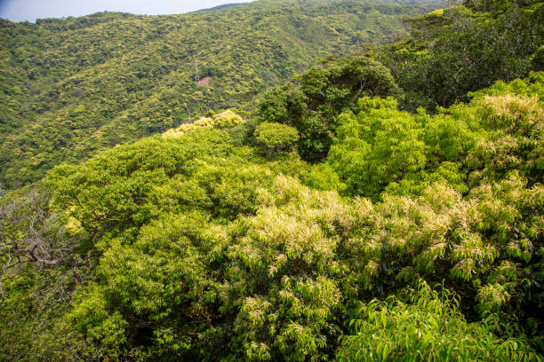 istock Amami Oshima fresh green mountain 2173665961
