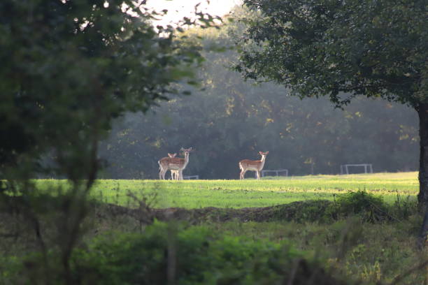 istock fallow deer standing in a meadow in the sunlight 2173666187